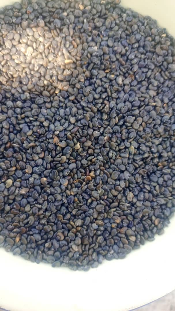 BLACK SUNHEMP from Zambia